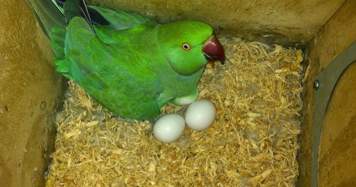 Parrot Breeding Indian Ringneck Parrot Nesting